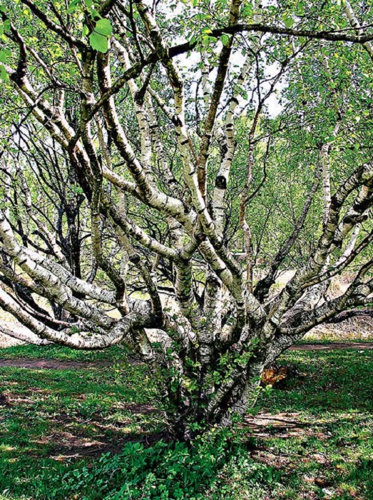 Карельская береза – необычное дерево северных лесов