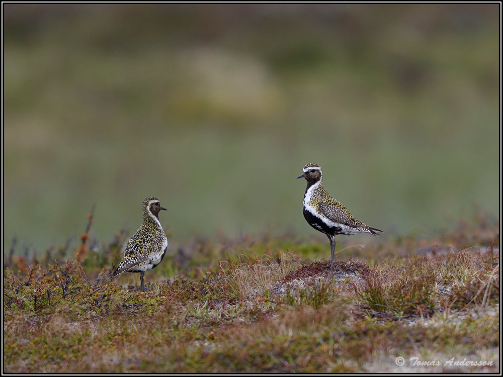 Красивые птицы Швеции на снимках Томаса Андерссона