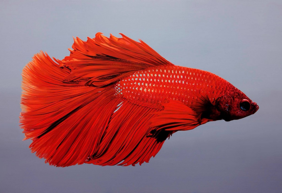 Невероятно реалистичные картины животных от Ёнсуна Ким