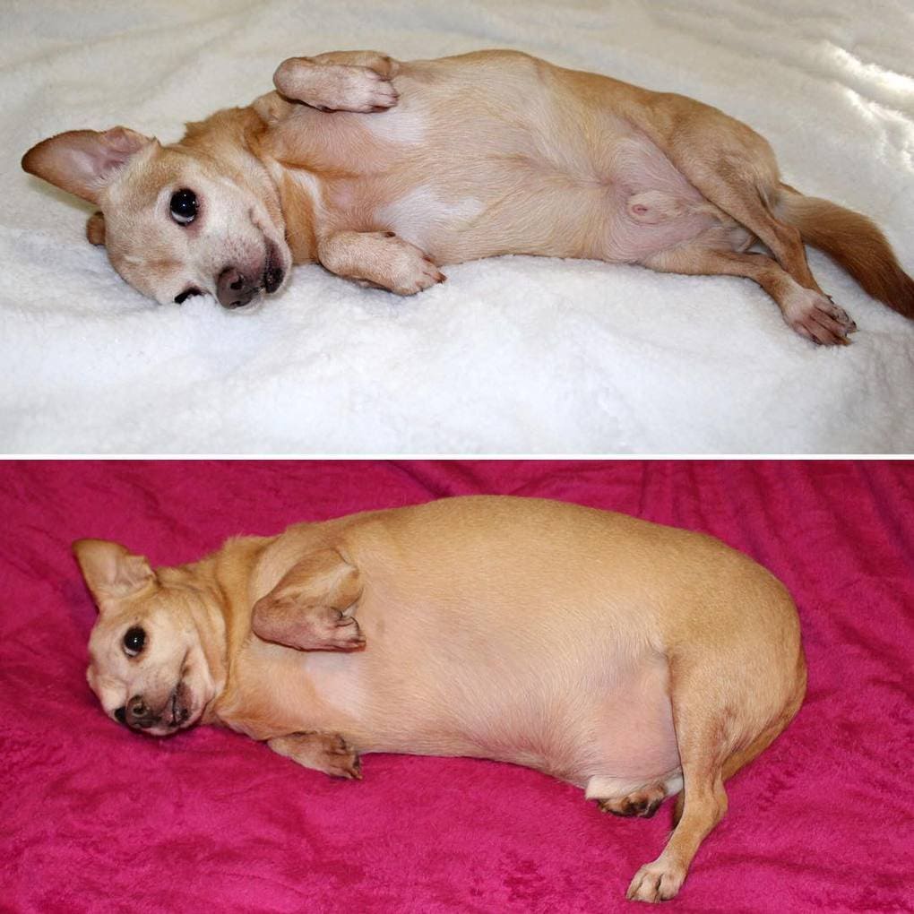 Фотографии собак, которые взяли себя в лапы и смогли похудеть