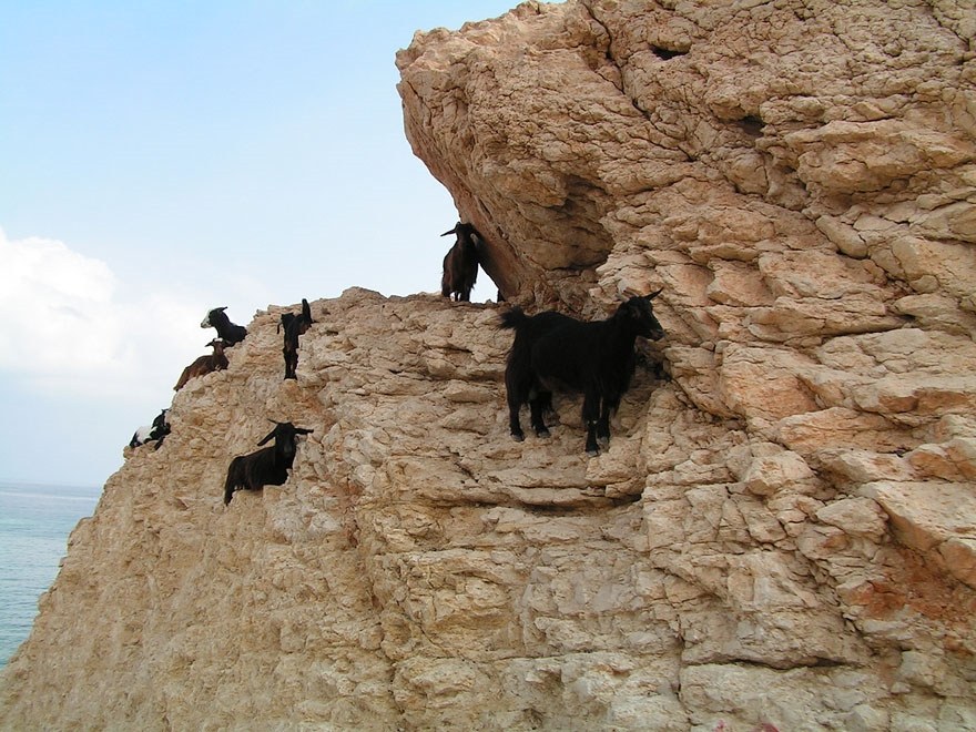 Горные козлы: животные-скалолазы
