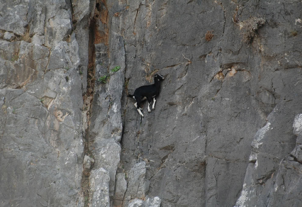 Горные козлы: животные-скалолазы