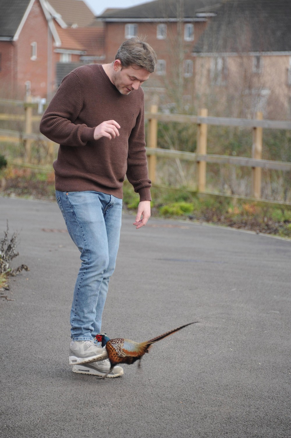 Агрессивный фазан нападает на жителей британской деревни