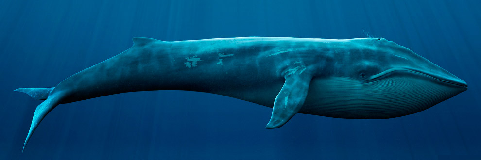 Наиболее редкие морские млекопитающие