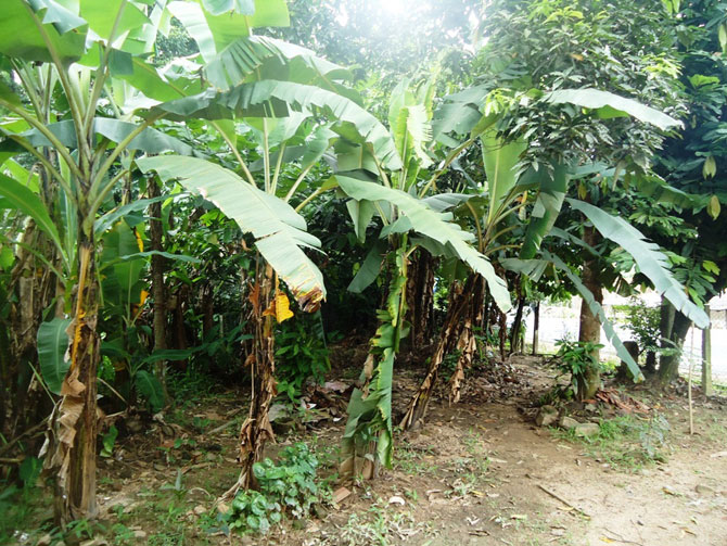 Сад специй в Шри-Ланке