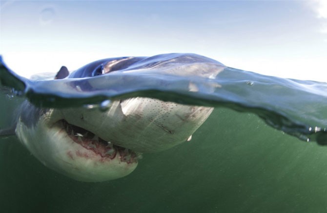 Челюсти акул убийц на снимках Криса Фоллоуса