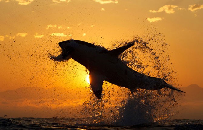 Челюсти акул убийц на снимках Криса Фоллоуса