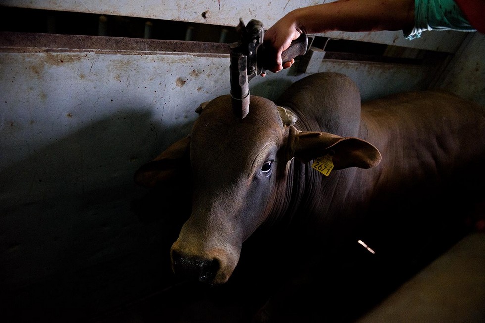 Айтор Гармендия тайно заснял жестокость на скотобойнях в Мексике