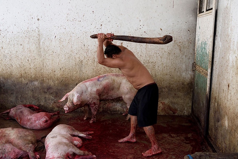 Айтор Гармендия тайно заснял жестокость на скотобойнях в Мексике