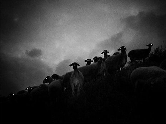 В темноте овцы выглядят страшновато