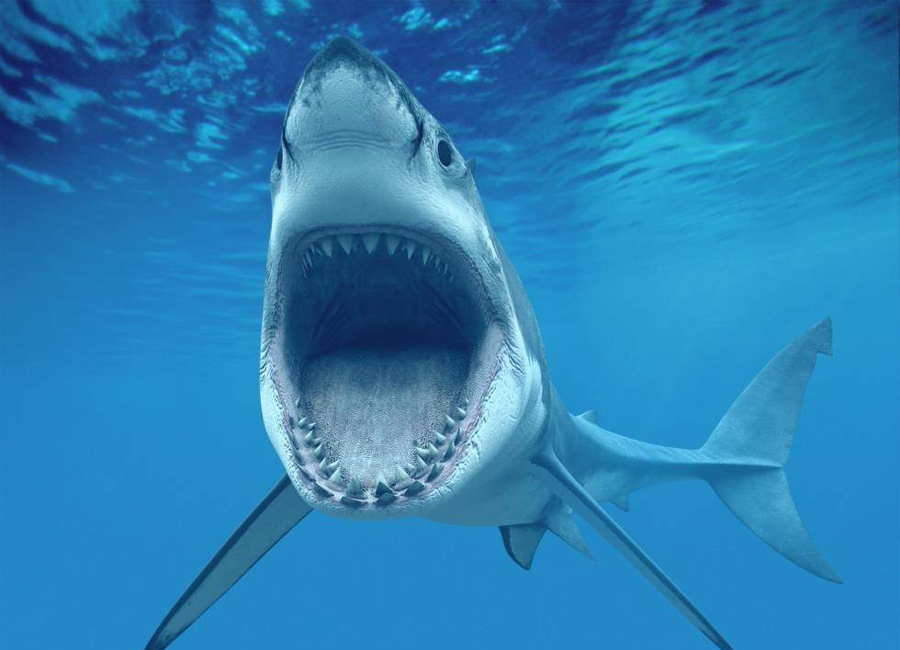 5 главных мифов об акулах