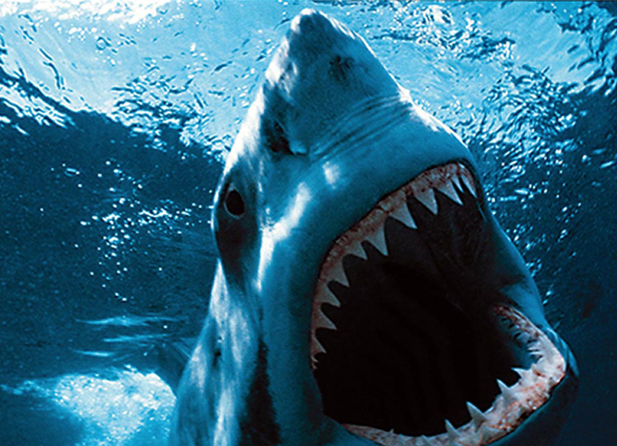 5 главных мифов об акулах