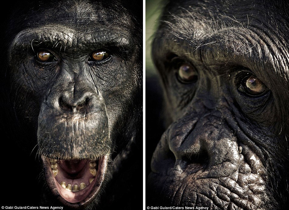 Выразительные эмоции шимпанзе в фотографиях