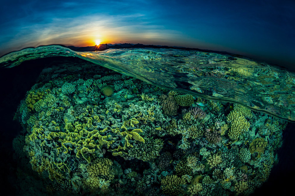 Подводные снимки с конкурса Ocean Art 2018