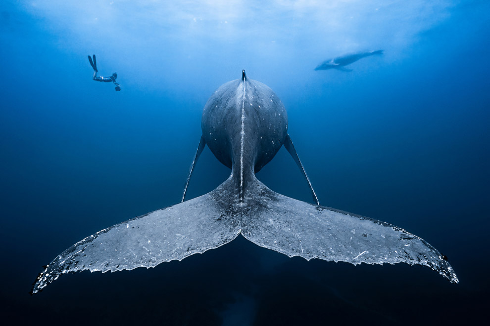 Подводные снимки с конкурса Ocean Art 2018