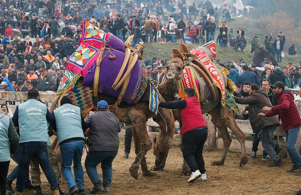 Турнир по верблюжьей борьбе в Турции