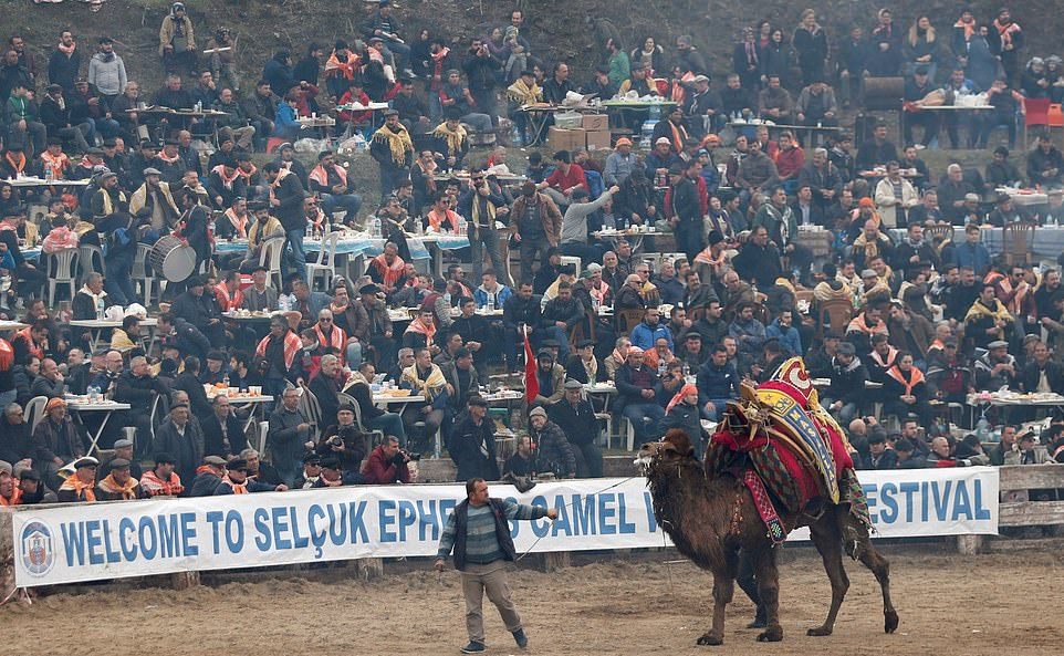 Турнир по верблюжьей борьбе в Турции