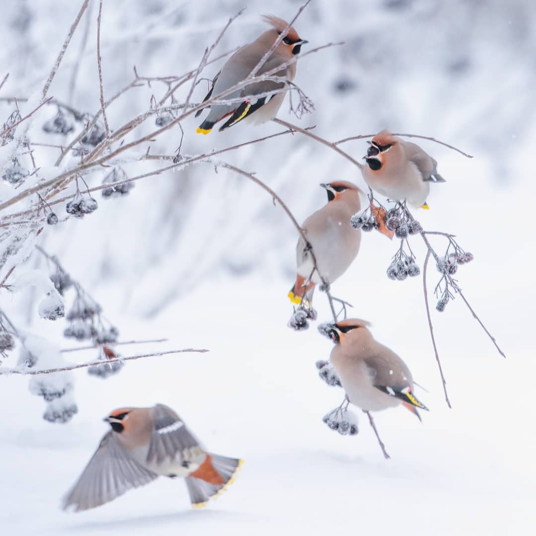 Птицы Финляндии на фотографиях Юкки Рисикко