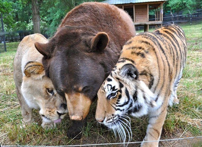 Трогательная дружба между разными животными