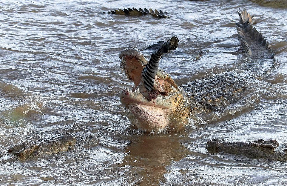 Голодные крокодилы полностью сожрали зебру