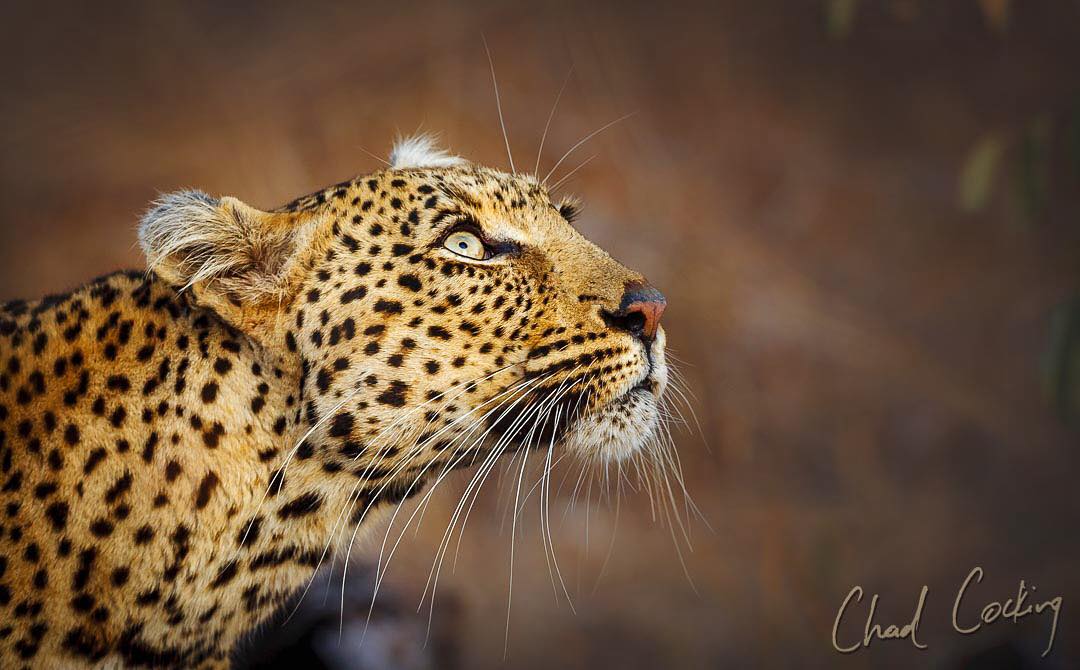 Дикие животные Африки в естественной среде обитания от Чада Кокинга