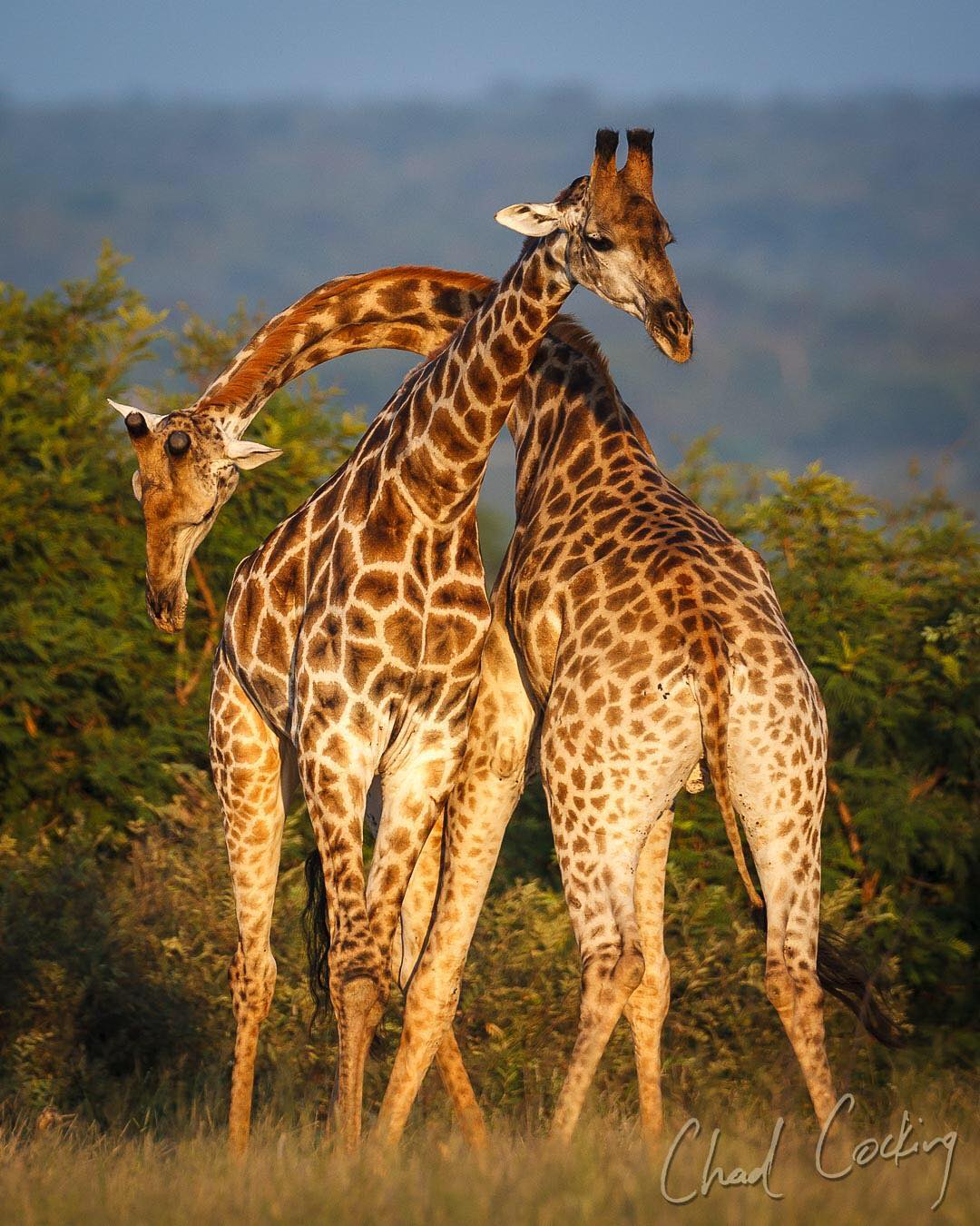 Дикие животные Африки в естественной среде обитания от Чада Кокинга