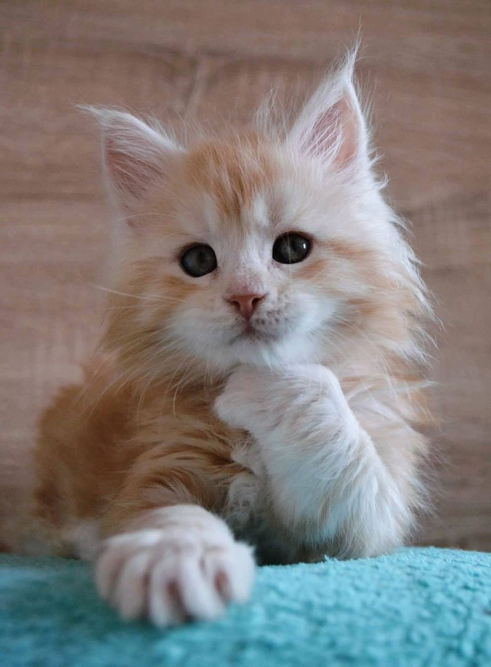 Очаровательные котята породы мейн-кун