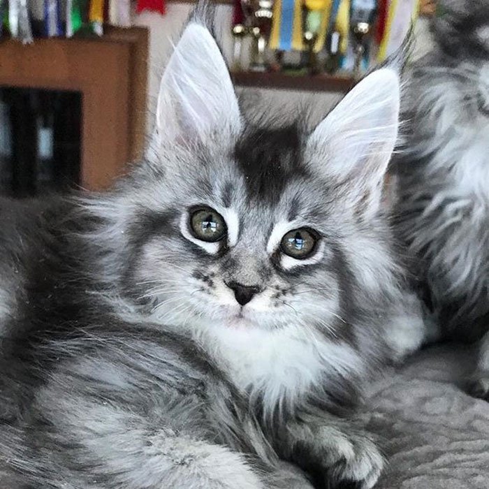 Очаровательные котята породы мейн-кун
