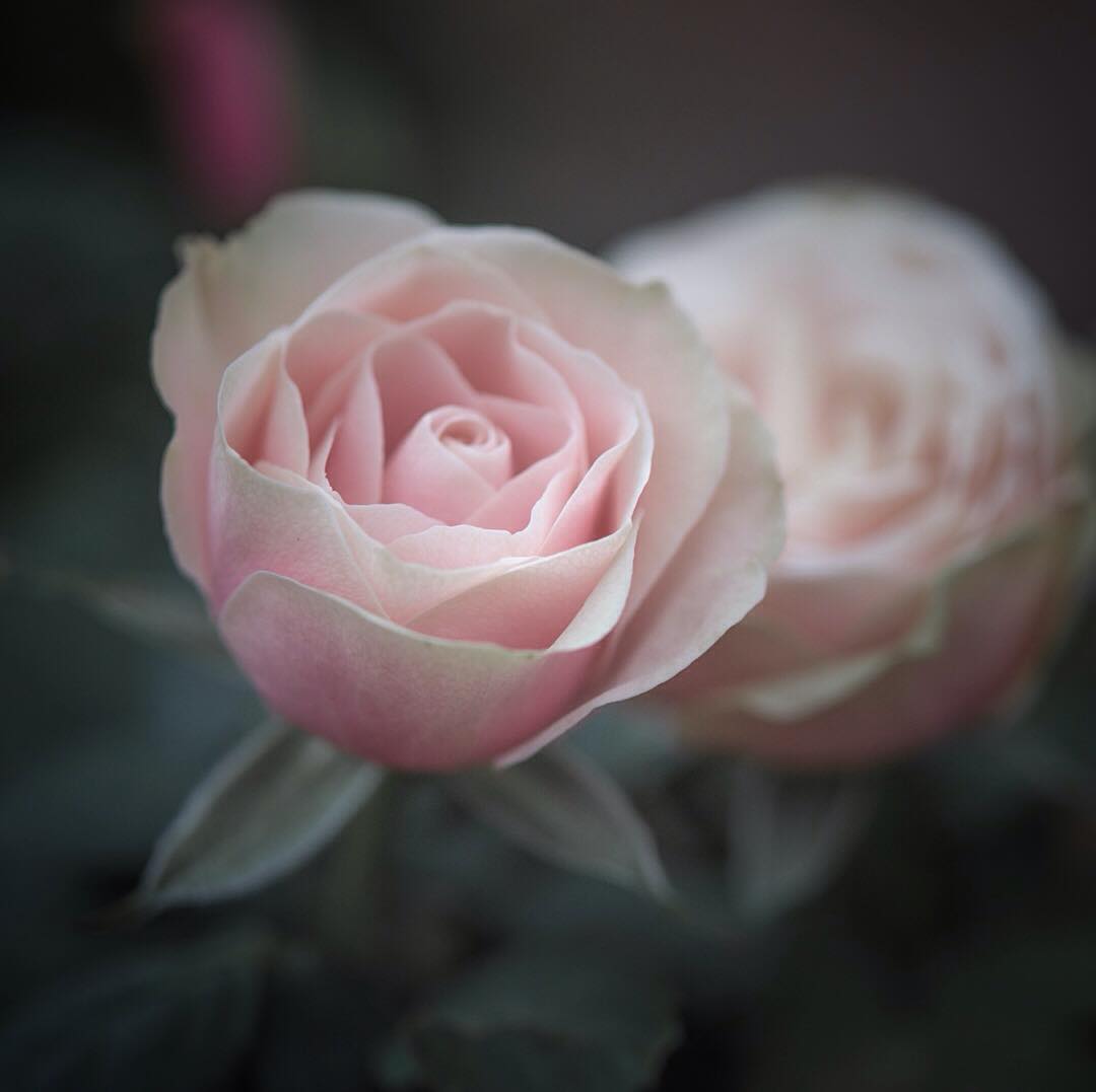 Красивые снимки цветов и растений от Элисон Стэйт