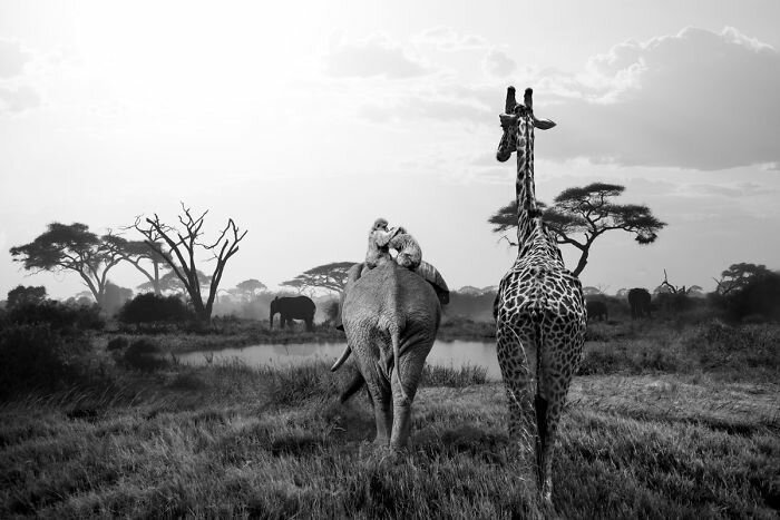 Акуна матата - тайная жизнь африканских животных