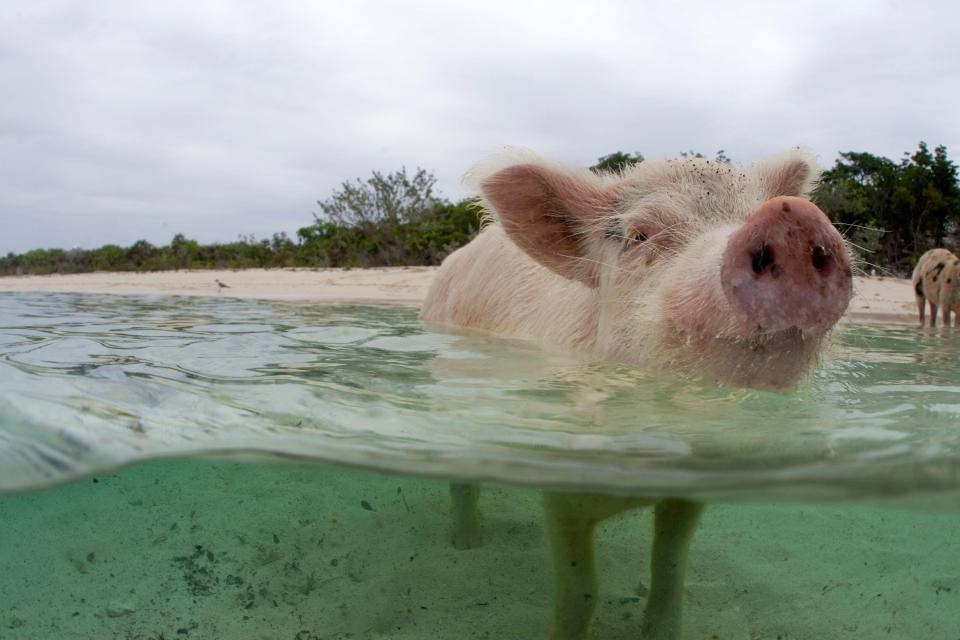 Свиньи с Багамских островов находятся под угрозой вымирания