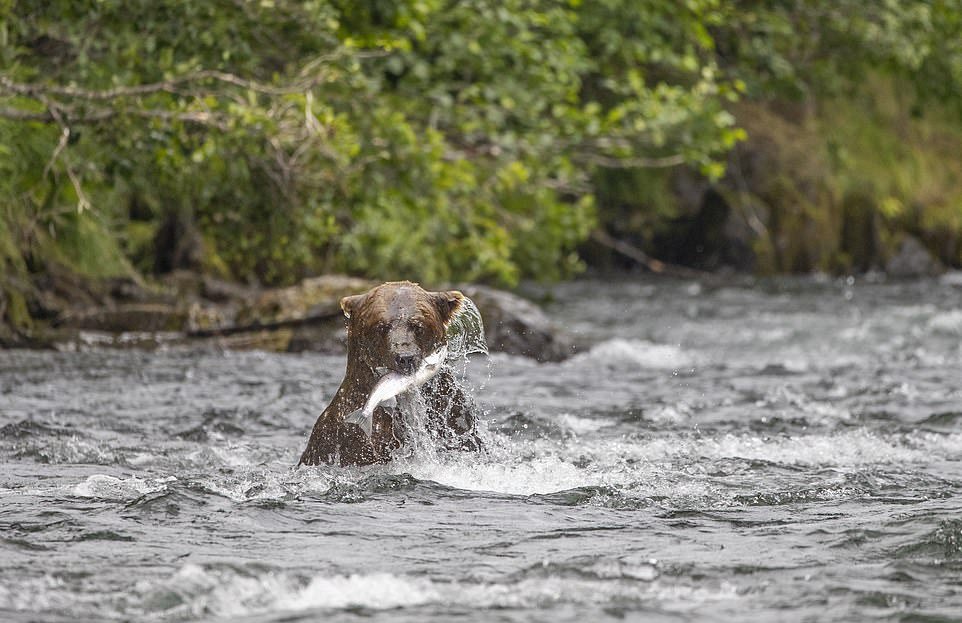 Бурый медведь ловит лосося на Аляске