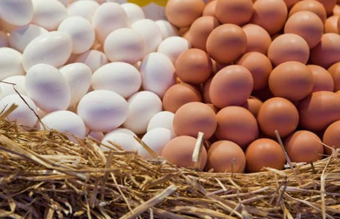 Разница между куриными яйцами белого и коричневого цвета
