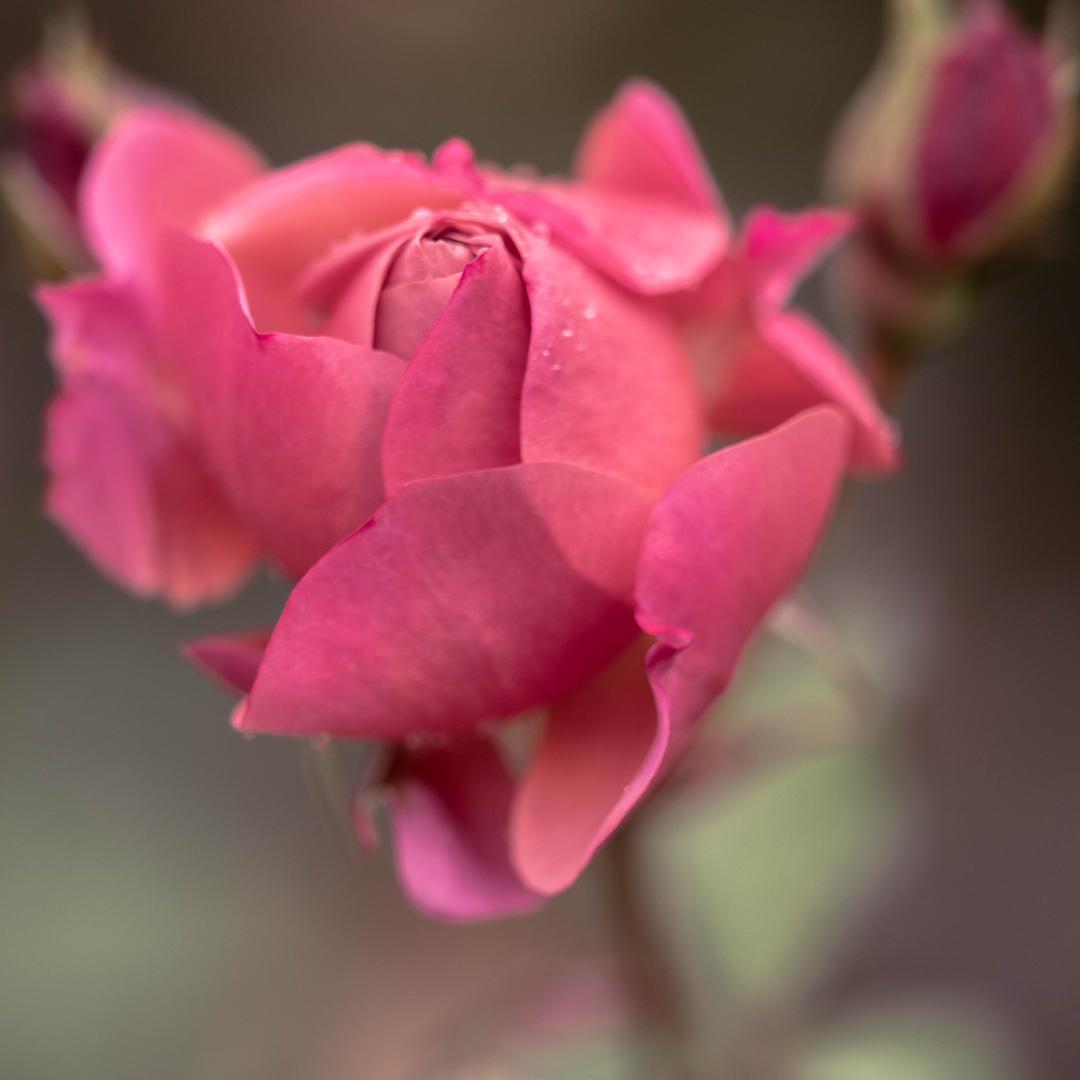 Красивые фотографии цветов от Хисаши Сугам