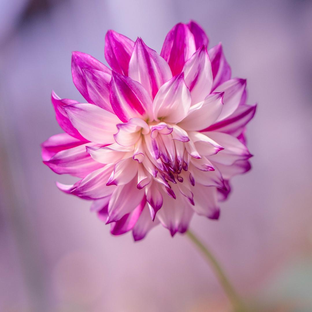 Красивые фотографии цветов от Хисаши Сугам