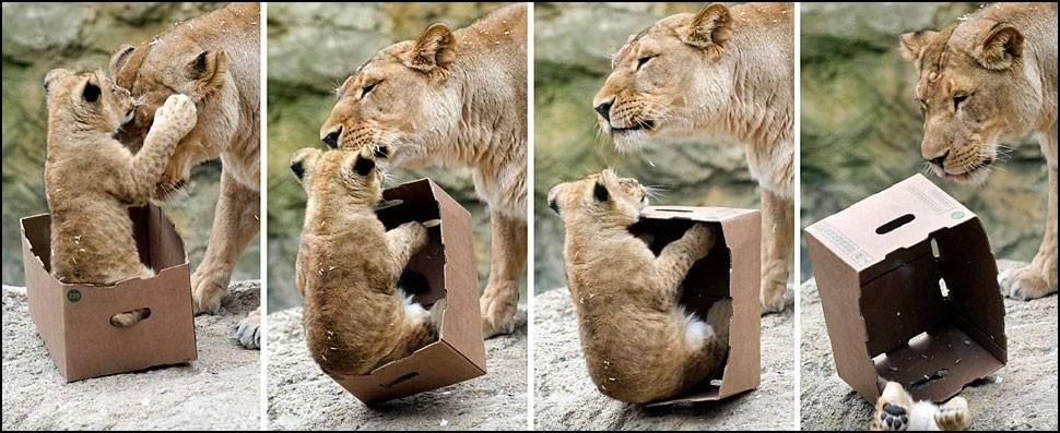 Большие коты тоже любят сидеть в коробках