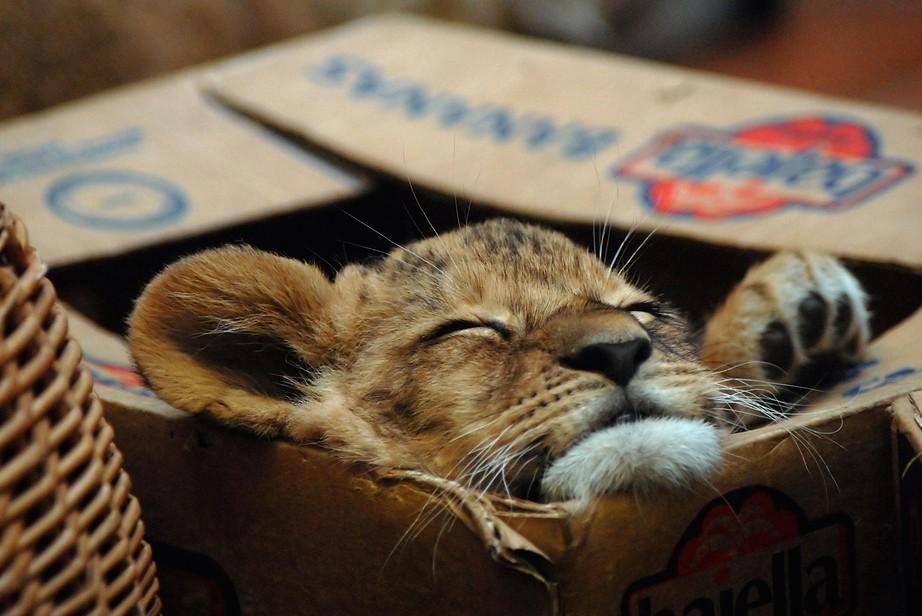 Большие коты тоже любят сидеть в коробках