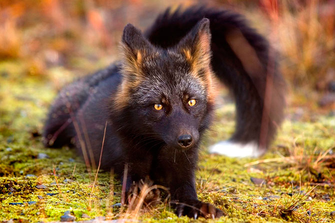 Чёрно-бурая лисица в объективе