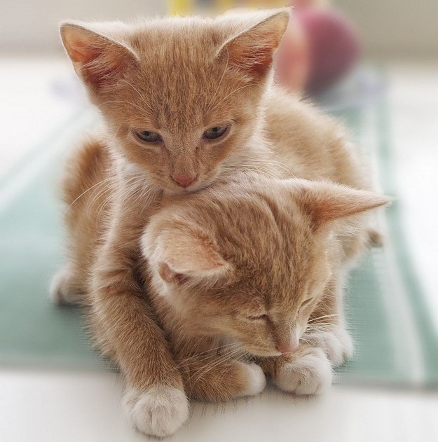 Кошачья любовь и обнимашки на фото