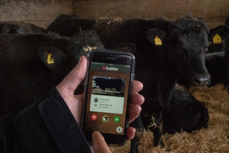 В Великобритании запустили Tinder для случки коров и быков