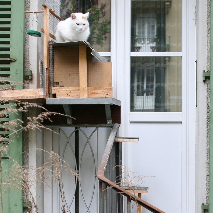 Разнообразие лестниц для кошек в Швейцарии