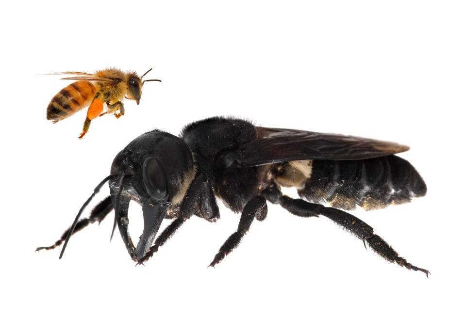В Индонезии нашли гигантскую пчелу Уоллеса, считавшуюся вымершей