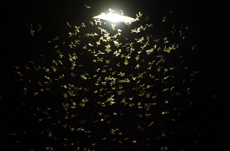 Почему ночные бабочки летят на свет