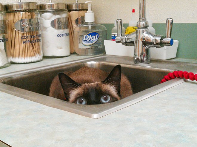 Попытки кошек спрятаться от ветеринаров