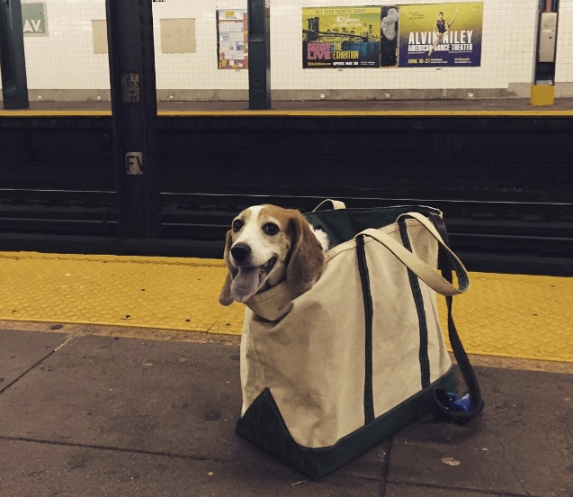 Жители Нью-Йорка и запрет на проезд с собаками в метро
