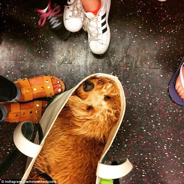 Жители Нью-Йорка и запрет на проезд с собаками в метро