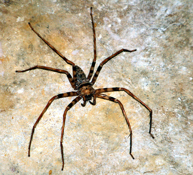 Терафоза Блонда — самый большой паук в мире