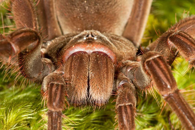 Терафоза Блонда — самый большой паук в мире