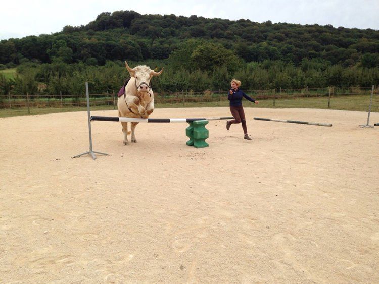Бык весом 1,3 тонны считает себя лошадью и берет барьеры