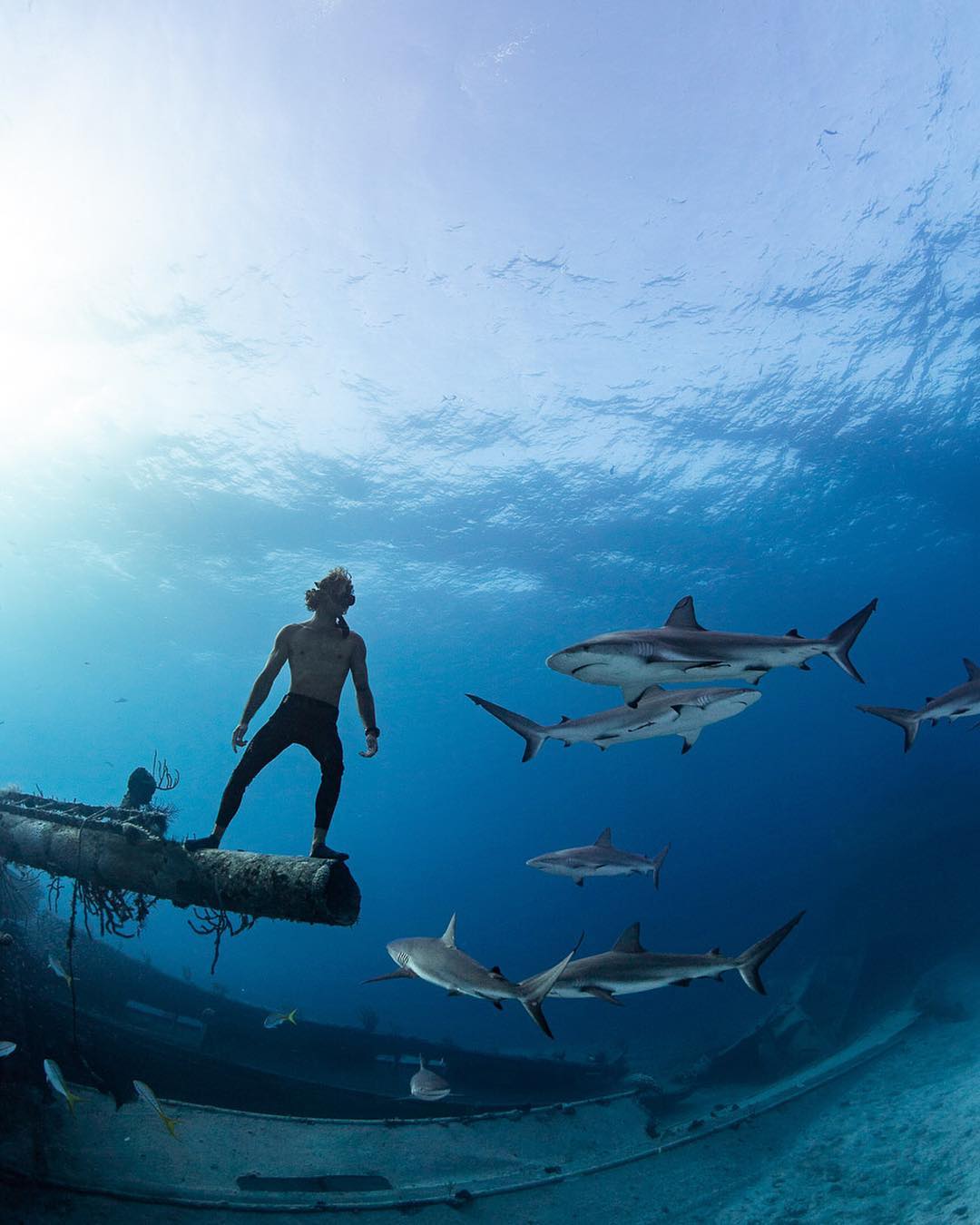 Подводные океанские снимки от Андре Масгроува